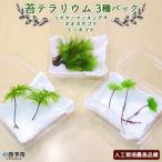 コウヤノマンネングサ オオカサゴケ ヒノキゴケの苔テラリ…