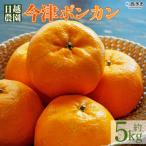 日越農園 明浜産 今津ポンカン 5kg