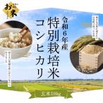 特別栽培米コシヒカリ 10kg