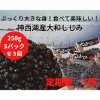 ぷっくり大きな身 食べて美味しい 神西湖産大和しじみ