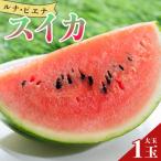 甘い 大玉すいか スイカ 1玉入り