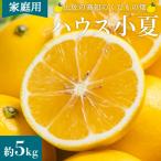 小夏 日向夏 5kg