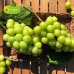 ふるさと納税 福島市 ぶどう　「シャインマスカット」約1kg【2026年発送 先行受付】No.1980