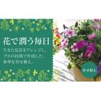 花うるるのおまかせプレミアム寄せ植え