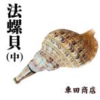 法螺貝 中