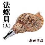 法螺貝 特大