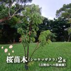 桜苗木 シロヤマザクラ 2本