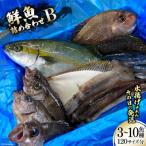 鮮魚 詰め合わせ B 3~10魚種 120サイズ分