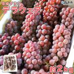 旬のブドウ 産デラウェア 約2キロ