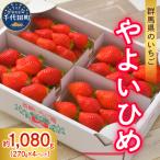 いちご やよいひめ 約270g×4パック