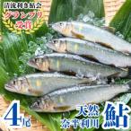107001 奈半利川の友釣り天然アユ