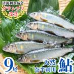 107002 奈半利川の友釣り天然アユ