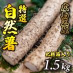 標高375mで採れた自然薯 化粧箱入り1.5kg