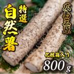 標高375mで採れた自然薯化粧箱入り800g