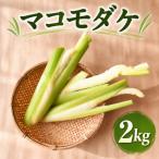 希少 マコモダケ