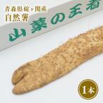 碇ヶ関産 自然薯1本