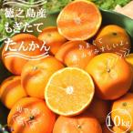 ねぇ美味しいよ 徳之島 ふくだ果樹園さんのたんかん 10kg