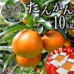 たんかんを心から愛している ぜんた農園のたんかん 10kg