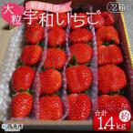 ふるさと納税 西予市 <【農家厳選】かんちゃん農園　大粒2箱(約1.4kg)　新鮮朝採り　宇和いちご>　イチゴ　果物