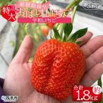 かんちゃん農園 新鮮朝採り 宇和いちご 特大サイズおばけい…