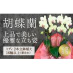 D426 ☆金賞受賞☆超希少 イエロー胡蝶蘭’日の出’小