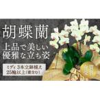 C129 ☆金賞受賞☆超希少 イエロー胡蝶蘭’日の出’小