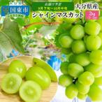 ショッピングふるさと納税 シャインマスカット ふるさと納税 国東市 【先行受付】 おおいたの豊潤シャインマスカット約2kg 令和8年出荷分_1615R