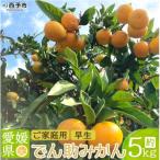 西宇和産 でん助みかん 早生 5kg