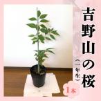 吉野山の桜の苗木 2-3年生