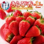 ふるさと納税 焼津市 いちご 静岡 限定 「 きらぴ香 」約1.1Kg 計4パック(a10-421)