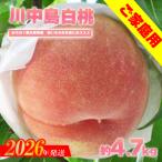 ふるさと納税 福島市 もも「川中島白桃」ご家庭用　約4.7kg【2026年発送　先行受付】No.2350