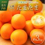 ふるさと納税 宮崎県 ≪先行予約≫ 宮崎県産 完熟きんかん「たまたま」約3kg 糖度16度以上 ブランド 金柑 柑橘 果物