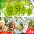 ショッピングふるさと納税 シャインマスカット ふるさと納税 福島市 くるま農園　シャインマスカットとぶどう2種(全3房)【2026年発送　先行受付】No.2504