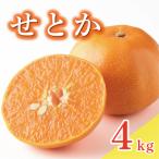 せとか 4kg