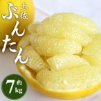 土佐文旦 7kg