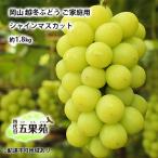 ぶどう 越冬ぶどう ご シャインマスカット 約1.8kg