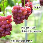 越冬 ぶどう 紫苑 しえん 1房