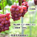 ぶどう 越冬ぶどう ご 紫苑 しえん 約800g