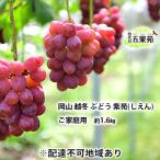 ぶどう 越冬ぶどう ご 紫苑 しえん 約1.6kg