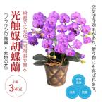 綺麗で丈夫な三河陶器で贈る光触媒胡蝶蘭小輪3本立