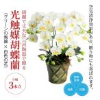 綺麗で丈夫な三河陶器で贈る光触媒胡蝶蘭小輪3本立