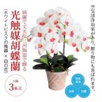 綺麗で丈夫な三河陶器で贈る光触媒胡蝶蘭大輪3本立