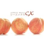 ふるさと納税 福島市 希少品種CX/シ-エックス 約5kg【2025年発送】No.2581