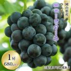 ぶどう 2026年 つる付き ニュー ピオーネ