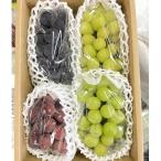 ふるさと納税 上山市 シャインマスカット入り詰め合わせぶどう　1.5kg　ご家庭用　0065-2504