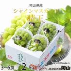 ショッピングふるさと納税 シャインマスカット ふるさと納税 瀬戸内市 シャインマスカット 晴王 3房〜6房 約2kg 岡山県産[No.5735-1660]