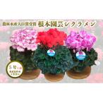 ふるさと納税 南相馬市 【2026年 先行予約】シクラメン 色おまかせ 5号 | 花ギフト プレゼント 花苗 鉢植 根本園芸