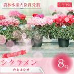 シクラメン 色おまかせ 8号 花 鉢植 根本園芸