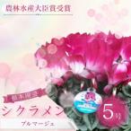 シクラメン プルマージュ 5号 花 根本園芸