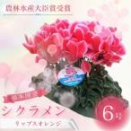 シクラメン リップスオレンジ 6号鉢 花 根本園芸
